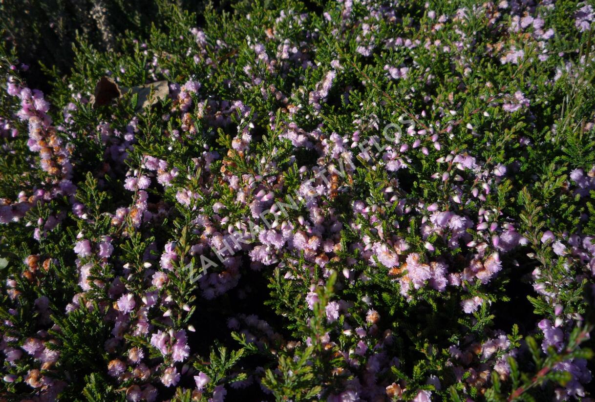Vřes obecný 'Camla' - Calluna vulgaris 'Camla'