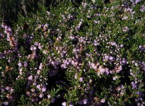 Vřes obecný 'Camla' - Calluna vulgaris 'Camla'