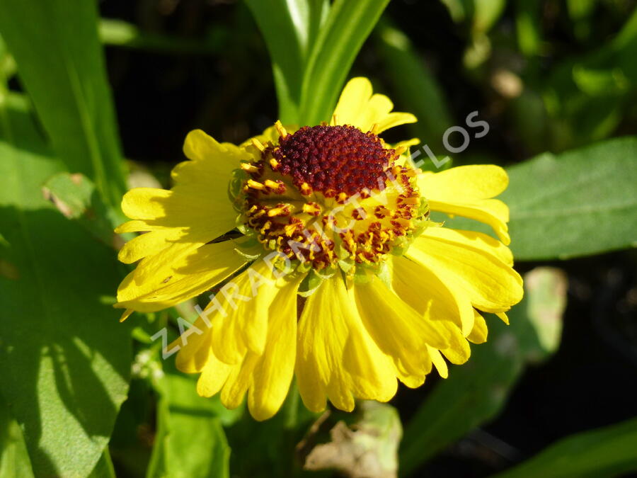 Záplevák 'Wesergold' - Helenium 'Wesergold'