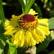 Záplevák 'Wesergold' - Helenium 'Wesergold'