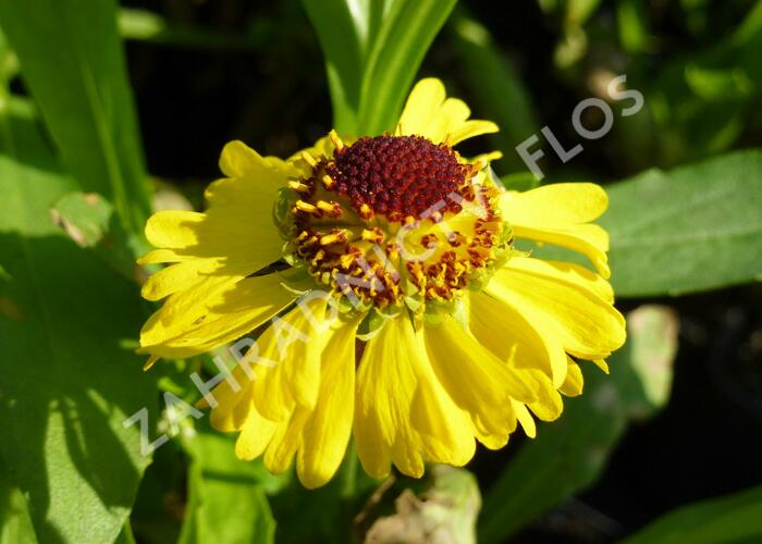 Záplevák 'Wesergold' - Helenium 'Wesergold'