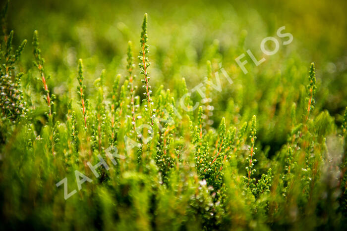 Vřes obecný 'Alicia' - Calluna vulgaris 'Alicia'