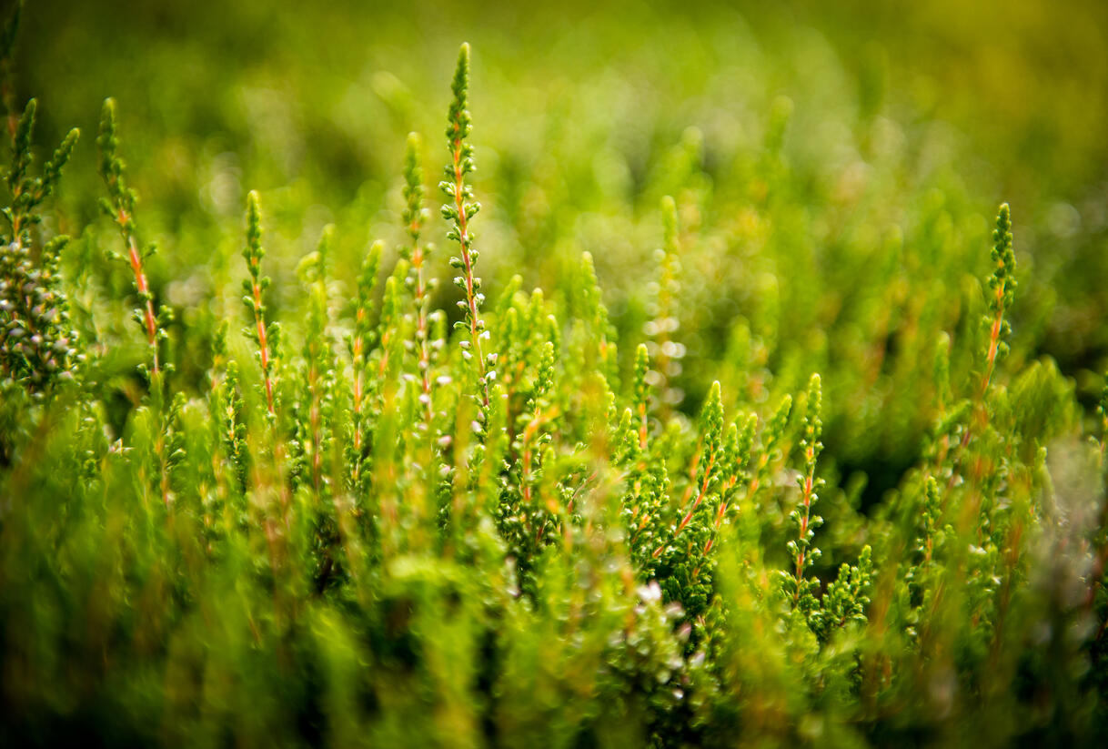 Vřes obecný 'Alicia' - Calluna vulgaris 'Alicia'