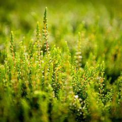 Vřes obecný 'Alicia' - Calluna vulgaris 'Alicia'