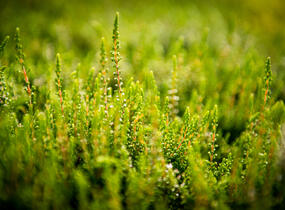 Vřes obecný 'Alicia' - Calluna vulgaris 'Alicia'