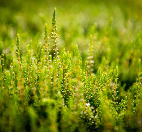 Vřes obecný 'Alicia' - Calluna vulgaris 'Alicia'