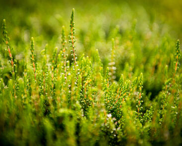 Vřes obecný 'Alicia'