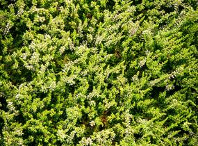 Vřes obecný 'Alicia' - Calluna vulgaris 'Alicia'