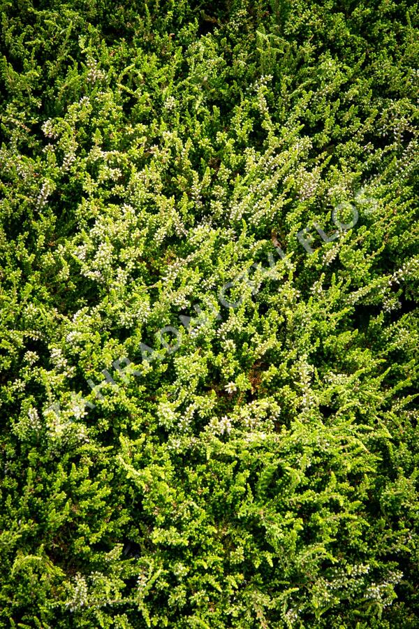 Vřes obecný 'Alicia' - Calluna vulgaris 'Alicia'