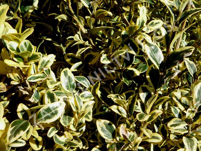 Zimostráz obecný 'Elegantissima' - Buxus sempervirens 'Elegantissima'