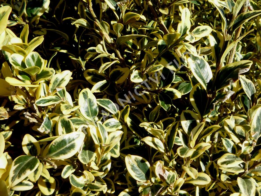 Zimostráz obecný 'Elegantissima' - Buxus sempervirens 'Elegantissima'