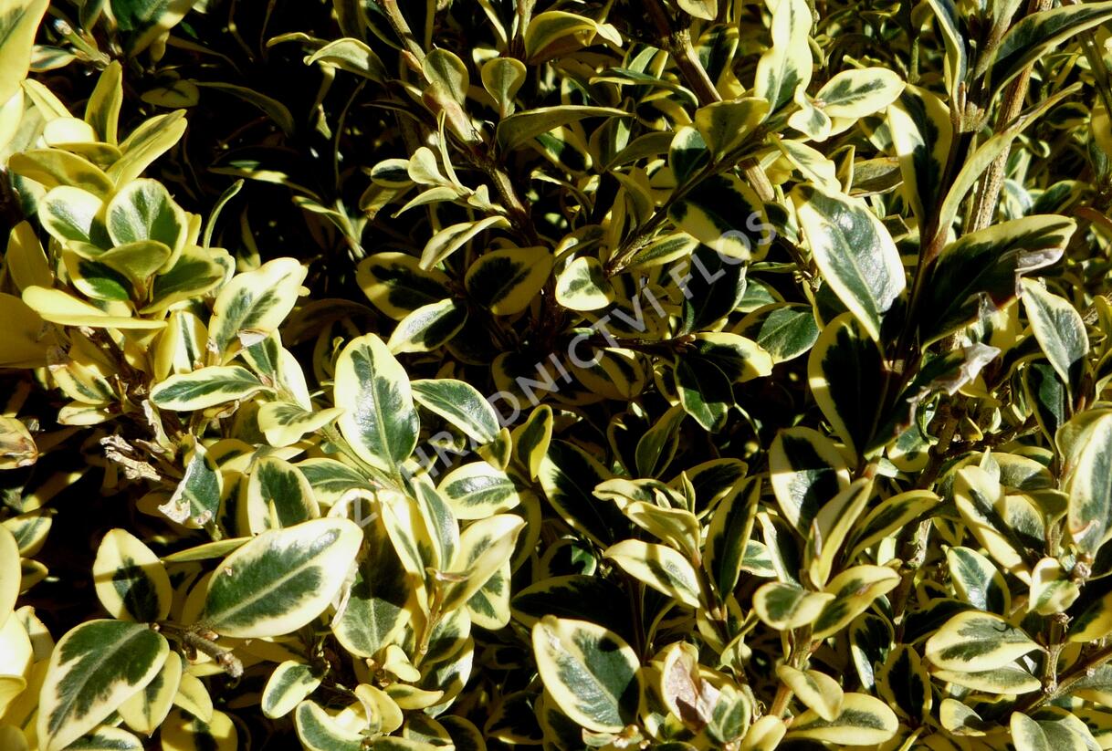 Zimostráz obecný 'Elegantissima' - Buxus sempervirens 'Elegantissima'