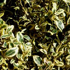 Zimostráz obecný 'Elegantissima' - Buxus sempervirens 'Elegantissima'