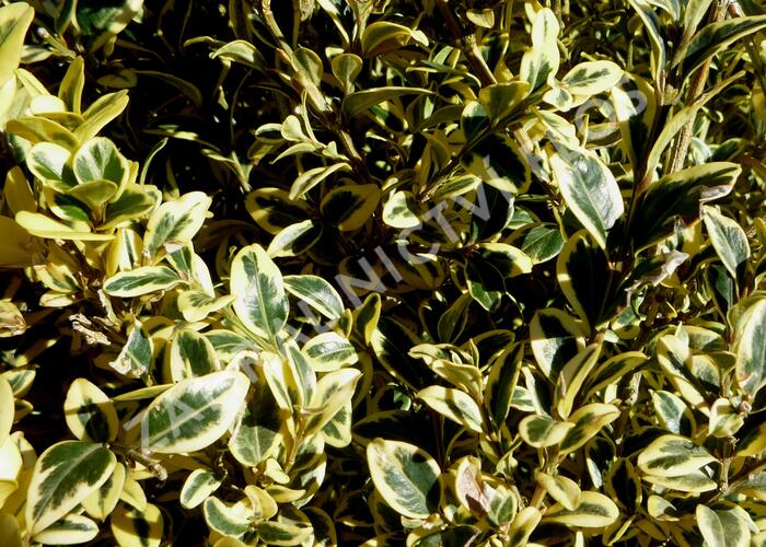Zimostráz obecný 'Elegantissima' - Buxus sempervirens 'Elegantissima'