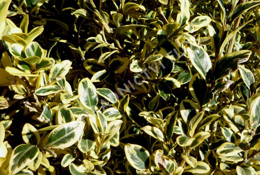 Zimostráz obecný 'Elegantissima' - Buxus sempervirens 'Elegantissima'