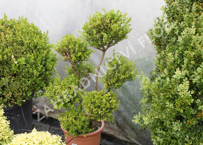 Zimostráz obecný 'Faulkner' - pompon - Buxus microphylla 'Faulkner' - pompon