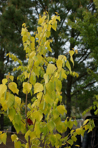 Bříza bělokorá 'Golden Cloud' - Betula pendula 'Golden Cloud'