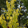 Bříza bělokorá 'Golden Cloud' - Betula pendula 'Golden Cloud'