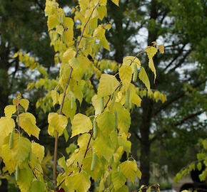 Bříza bělokorá 'Golden Cloud' - Betula pendula 'Golden Cloud'