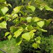 Bříza bělokorá 'Golden Cloud' - Betula pendula 'Golden Cloud'