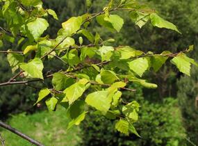 Bříza bělokorá 'Golden Cloud' - Betula pendula 'Golden Cloud'