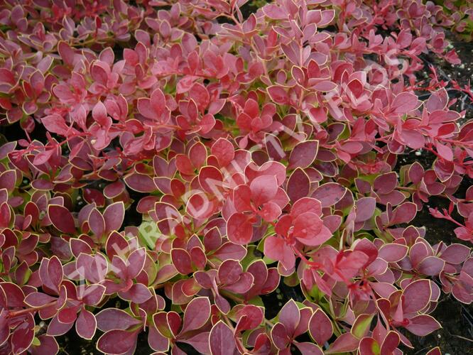 Dřišťál Thunbergův 'Red Carpet' - Berberis thunbergii 'Red Carpet'