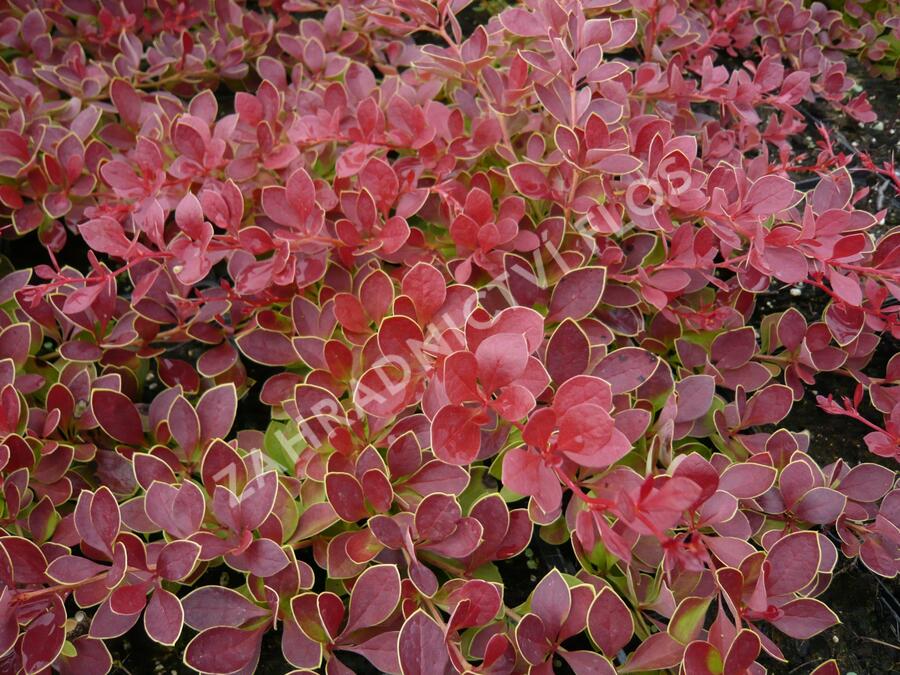 Dřišťál Thunbergův 'Red Carpet' - Berberis thunbergii 'Red Carpet'