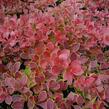 Dřišťál Thunbergův 'Red Carpet' - Berberis thunbergii 'Red Carpet'