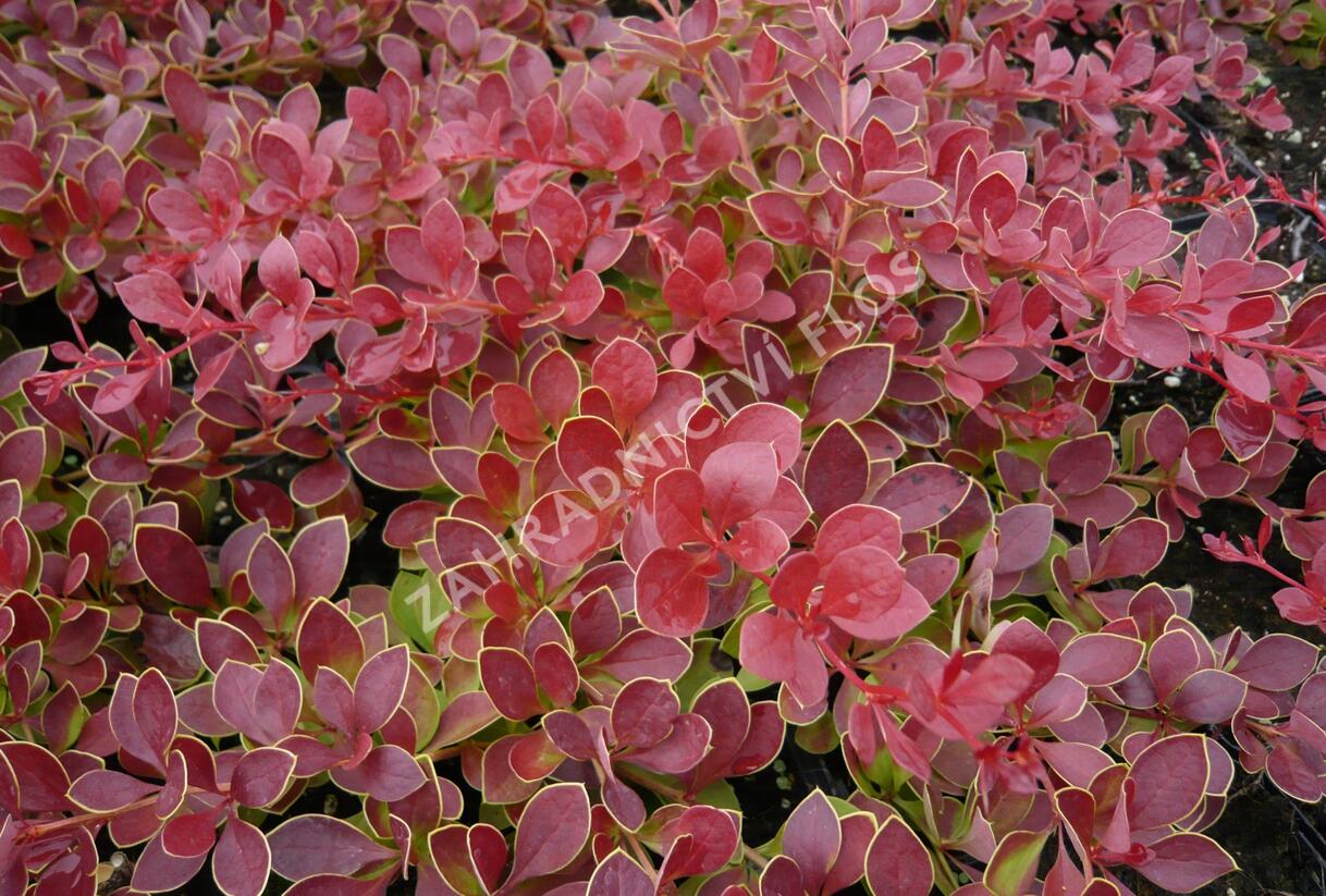 Dřišťál Thunbergův 'Red Carpet' - Berberis thunbergii 'Red Carpet'