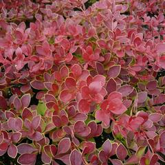 Dřišťál Thunbergův 'Red Carpet' - Berberis thunbergii 'Red Carpet'