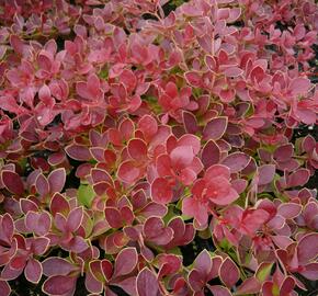 Dřišťál Thunbergův 'Red Carpet' - Berberis thunbergii 'Red Carpet'