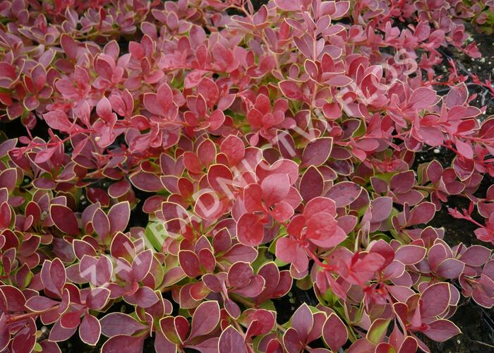 Dřišťál Thunbergův 'Red Carpet' - Berberis thunbergii 'Red Carpet'