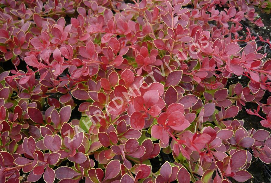Dřišťál Thunbergův 'Red Carpet' - Berberis thunbergii 'Red Carpet'