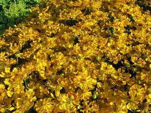 Záplevák 'Septembergold' - Helenium 'Septembergold'