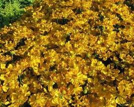 Záplevák 'Septembergold'