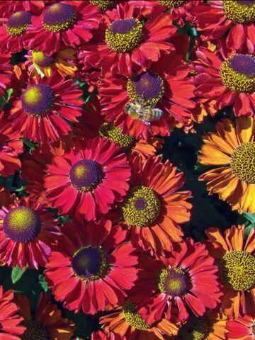 Záplevák podzimní 'Ruby Charm' - Helenium 'Ruby Charm'