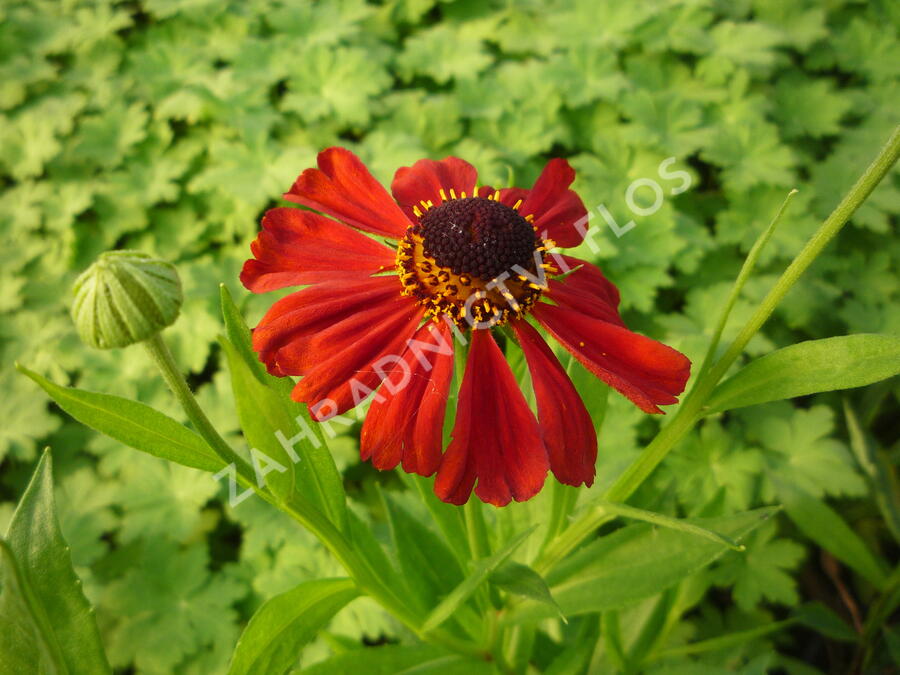 Záplevák 'Kupferzwerg' - Helenium 'Kupferzwerg'