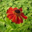 Záplevák 'Kupferzwerg' - Helenium 'Kupferzwerg'