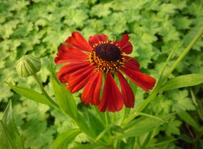 Záplevák 'Kupferzwerg' - Helenium 'Kupferzwerg'