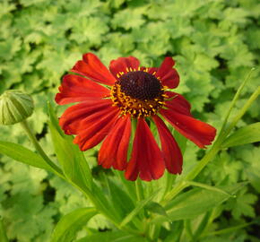 Záplevák 'Kupferzwerg' - Helenium 'Kupferzwerg'