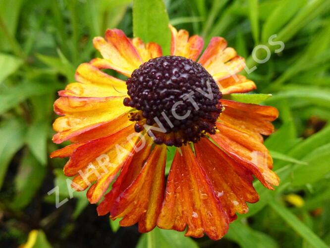 Záplevák 'Kupferzwerg' - Helenium 'Kupferzwerg'