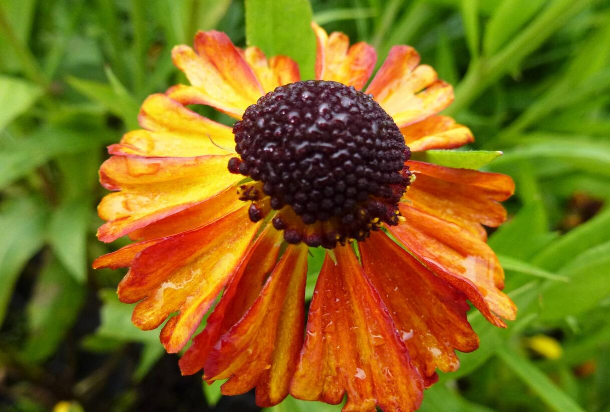 Záplevák 'Kupferzwerg' - Helenium 'Kupferzwerg'