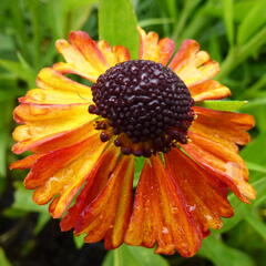 Záplevák 'Kupferzwerg' - Helenium 'Kupferzwerg'