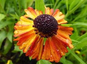 Záplevák 'Kupferzwerg' - Helenium 'Kupferzwerg'