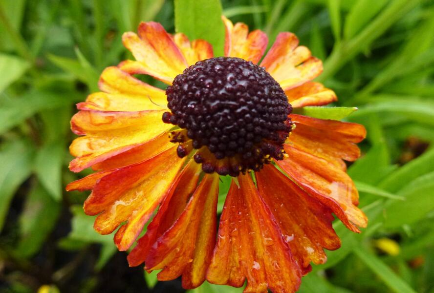 Záplevák 'Kupferzwerg' - Helenium 'Kupferzwerg'