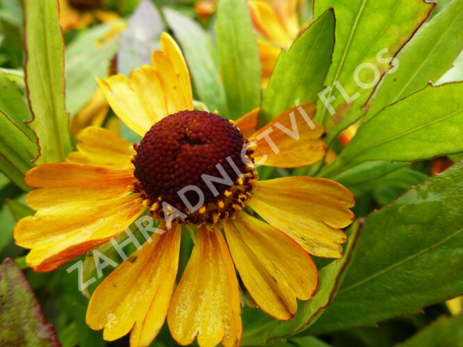 Záplevák 'Adios' - Helenium 'Adios'