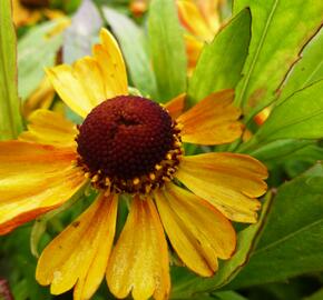 Záplevák 'Adios' - Helenium 'Adios'