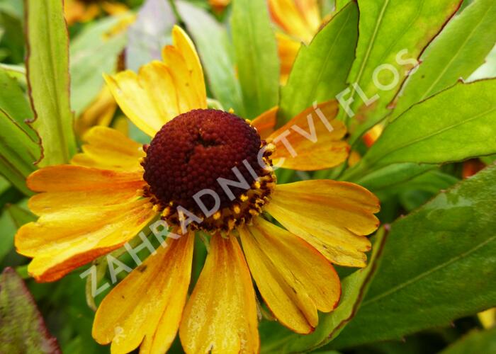 Záplevák 'Adios' - Helenium 'Adios'