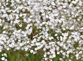 Šater latnatý 'Festival White' - Gypsophila paniculata 'Festival White'