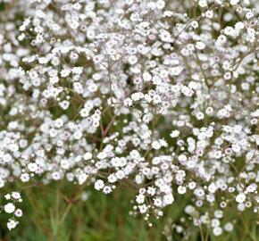 Šater latnatý 'Festival White' - Gypsophila paniculata 'Festival White'